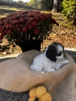 Dixon, a male Shihpoo for sale in Auburn, KY – 6 of 6