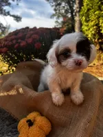 Zeke, a male Shihpoo for sale in Auburn, KY – 4 of 10