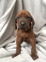 Doubee, a male Redbone Coonhound for sale in Wesley Chapel, FL – 3 of 4