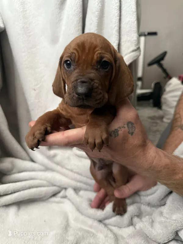 Doubee – Redbone Coonhound puppy for sale in Wesley Chapel, FL