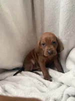 Doubee, a male Redbone Coonhound for sale in Wesley Chapel, FL – 2 of 4