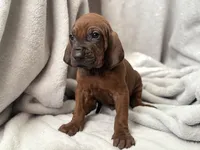 Doubee, a male Redbone Coonhound for sale in Wesley Chapel, FL – 4 of 4