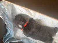 Decided by owner , a male French Bulldog and Shorty Bull for sale in New York, NY – Photo 3 of 3