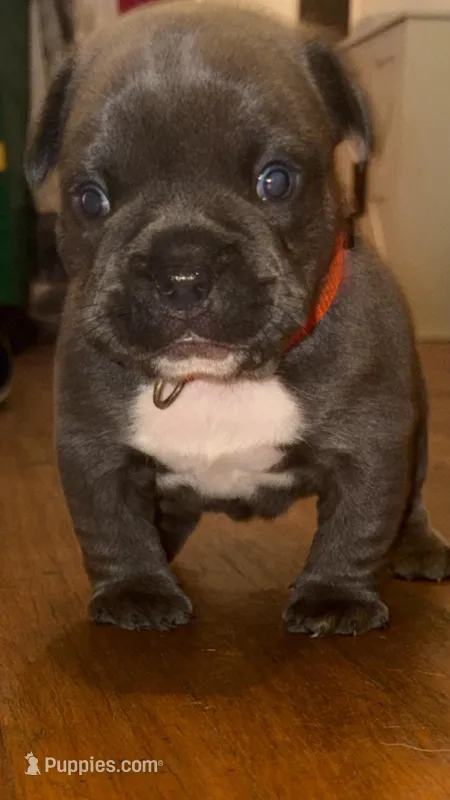 Decided by owner  – French Bulldog, Shorty Bull puppy for sale in New York, NY