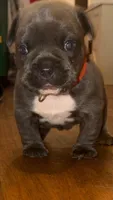 Decided by owner , a male French Bulldog and Shorty Bull for sale in New York, NY – Photo 1 of 3