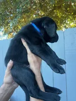 Mr. Blue, a male Labrador Retriever for sale in San Diego, CA – 2 of 4