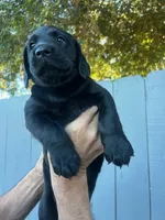 Miss Pink, a female Labrador Retriever for sale in San Diego, CA – 2 of 3