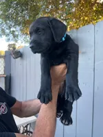 Miss Yellow, a female Labrador Retriever for sale in San Diego, CA – 4 of 5