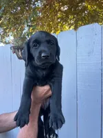Miss Yellow, a female Labrador Retriever for sale in San Diego, CA – 1 of 5