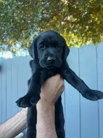 Mr. Blue, a male Labrador Retriever for sale in San Diego, CA – 4 of 4