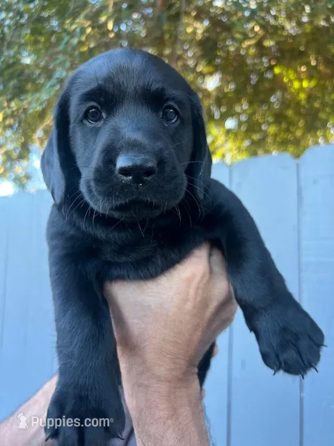 Miss Pink – Labrador Retriever puppy for sale in San Diego, CA