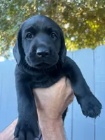 Miss Pink, a female Labrador Retriever for sale in San Diego, CA – 1 of 3