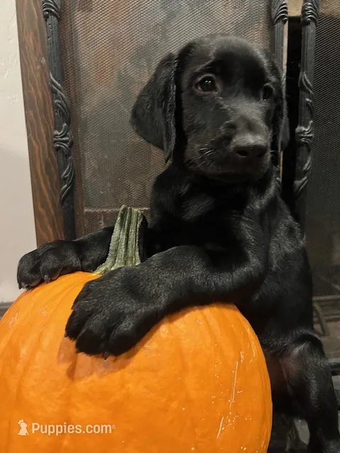 Mr. Blue – Labrador Retriever puppy for sale in San Diego, CA