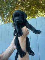 Mr. Blue, a male Labrador Retriever for sale in San Diego, CA – 3 of 4