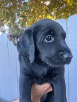 Miss Yellow, a female Labrador Retriever for sale in San Diego, CA – 3 of 5