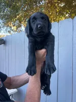 Miss Yellow, a female Labrador Retriever for sale in San Diego, CA – 5 of 5