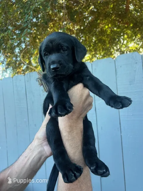 Mr. Blue – Labrador Retriever puppy for sale in San Diego, CA