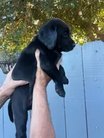 Miss Pink, a female Labrador Retriever for sale in San Diego, CA – 3 of 3