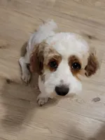 Panda, a male Cockapoo for sale in Elgin, SC – 2 of 3