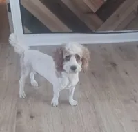 Panda, a male Cockapoo for sale in Elgin, SC – 3 of 3