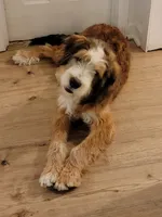 Timmy, a male Bernedoodle for sale in Elgin, SC – 6 of 7