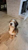 Timmy, a male Bernedoodle for sale in Elgin, SC – 4 of 7