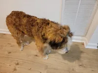 Timmy, a male Bernedoodle for sale in Elgin, SC – 7 of 7