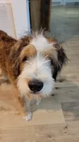 Timmy, a male Bernedoodle for sale in Elgin, SC – 3 of 7