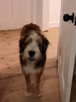 Timmy, a male Bernedoodle for sale in Elgin, SC – 2 of 7