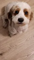 Panda, a male Cockapoo for sale in Elgin, SC – 1 of 3