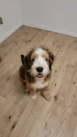 Timmy, a male Bernedoodle for sale in Elgin, SC – 5 of 7