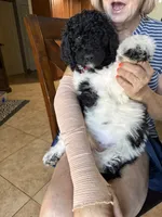 Red Collar, a female Poodle - Standard  for sale in Phoenix, AZ – 3 of 6