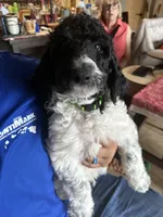 Greenie, a male Poodle - Standard  for sale in Phoenix, AZ – 5 of 7