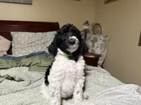 Greenie, a male Poodle - Standard  for sale in Phoenix, AZ – 1 of 7