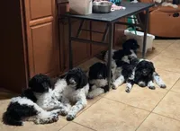 Greenie, a male Poodle - Standard  for sale in Phoenix, AZ – 7 of 7