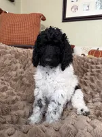 Pinky, a female Poodle - Standard  for sale in Phoenix, AZ – 1 of 5