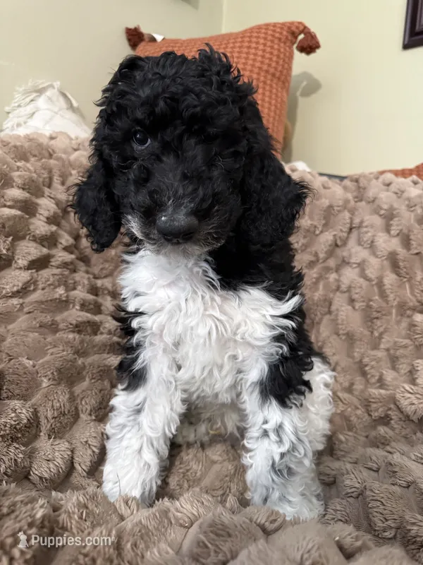 Orange – Poodle - Standard  puppy for sale in Phoenix, AZ