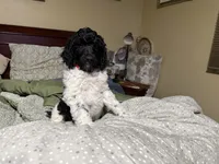 Pinky, a female Poodle - Standard  for sale in Phoenix, AZ – 3 of 5