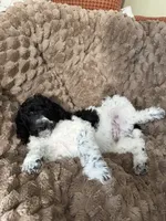 Greenie, a male Poodle - Standard  for sale in Phoenix, AZ – 4 of 7