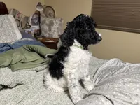 Greenie, a male Poodle - Standard  for sale in Phoenix, AZ – 3 of 7