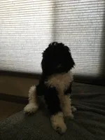 Yellow, a male Poodle - Standard  for sale in Phoenix, AZ – 4 of 5