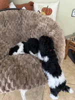 Red Collar, a female Poodle - Standard  for sale in Phoenix, AZ – 5 of 6