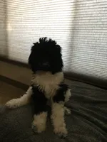 Yellow, a male Poodle - Standard  for sale in Phoenix, AZ – 3 of 5