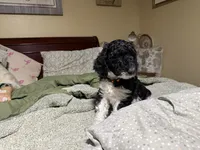 Orange, a male Poodle - Standard  for sale in Phoenix, AZ – 3 of 4
