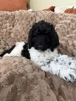 Pinky, a female Poodle - Standard  for sale in Phoenix, AZ – 2 of 5