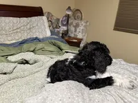 Yellow, a male Poodle - Standard  for sale in Phoenix, AZ – 2 of 5