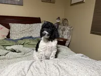 Greenie, a male Poodle - Standard  for sale in Phoenix, AZ – 2 of 7