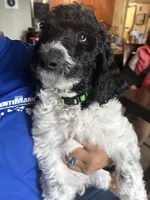 Greenie, a male Poodle - Standard  for sale in Phoenix, AZ – 6 of 7