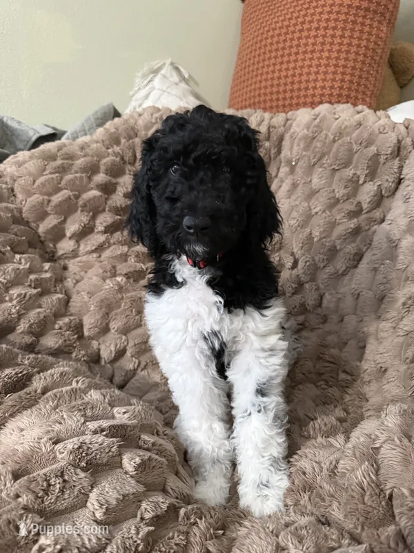 Red Collar – Poodle - Standard  puppy for sale in Phoenix, AZ