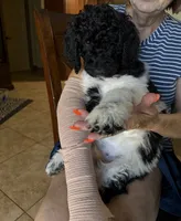 Red Collar, a female Poodle - Standard  for sale in Phoenix, AZ – 4 of 6